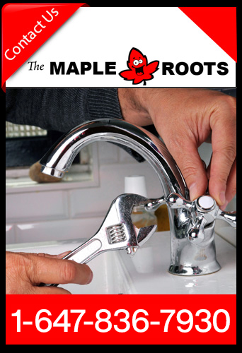 The Maple Roots